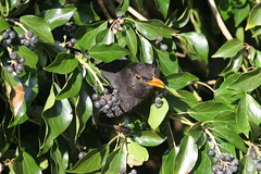 Blackbirds , Thrushes and ring ousels