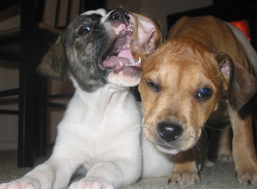 Puppies Chewing
