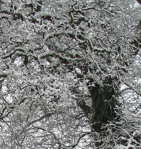 Winter branches