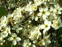 Hawthorne Blossom by Jenny Mackness