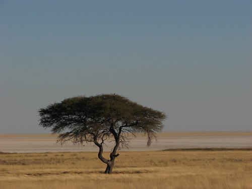 Etosha mopane tree