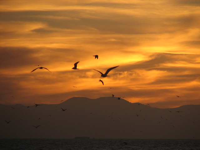 migrating birds against the sunset