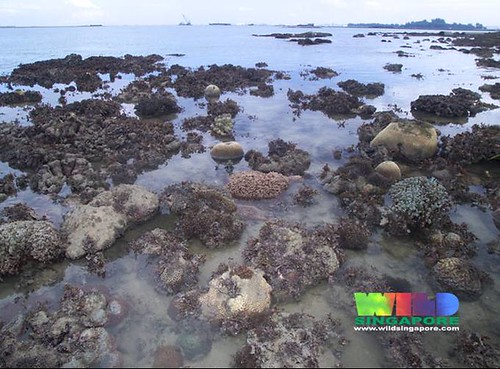 Living reefs of Pulau Semakau