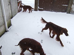 Our day of snow - 2007!