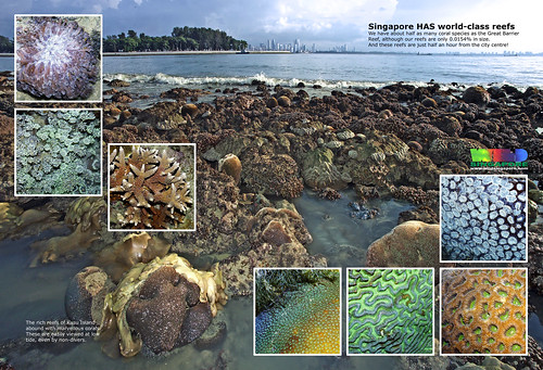 A4 Poster: Singapore has world-class reefs