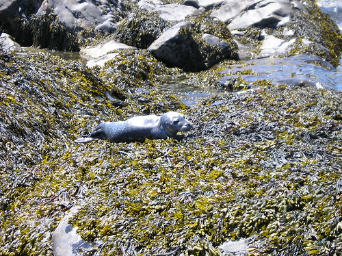 baby seal pictures