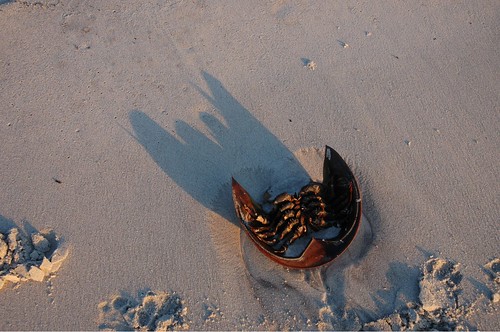 Horseshoe crab shell at sunset by Alida's Photos