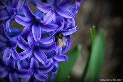 Purple / blue flowers