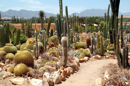 Sheilam Cactus Farm by RobW_