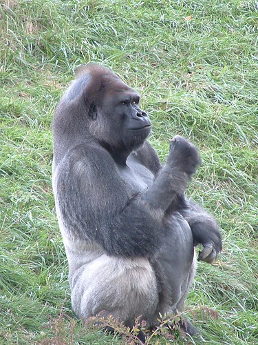 Largest Gorilla in North America. SUNSHINE ! Died March 11, 2008. by Sunshine Gorilla