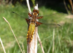 Wiltshire Dragonflies