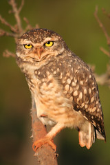 Coruja-buraqueira (Speotyto cunicularia) - Burrowing Owl