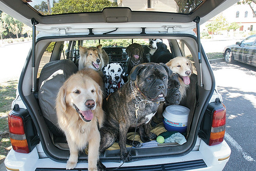 Dogs in a jeep by Joe_13