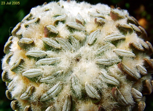 Pelecyphora aselliformis by Süleyman