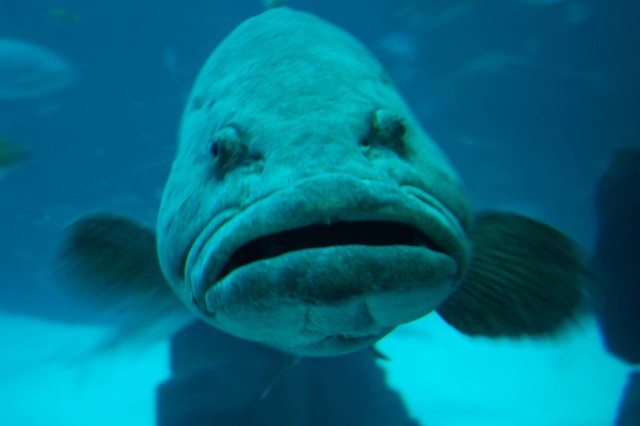 Big Lip Fish