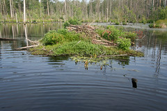 Swamps and Wetlands, North Carolina