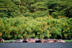 Kenya 2003