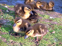 Ducks, Geese n Swans - University of Essex, Colchester, England - April 2007.