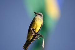 Suiriri ou Siriri (Tyrannus melancholicus) - Tropical Kingbird