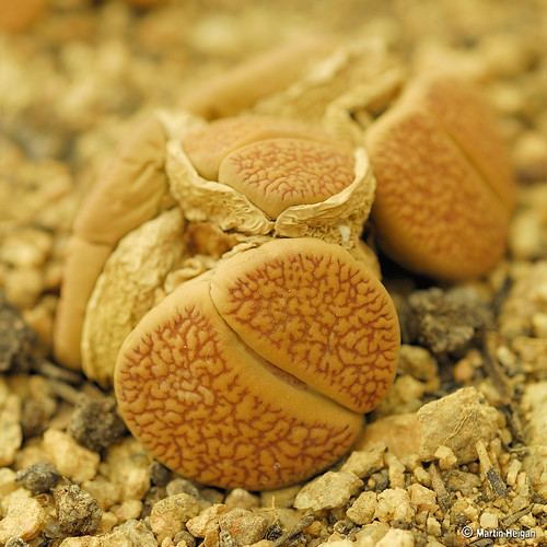 Lithops aucampiae by Martin_Heigan