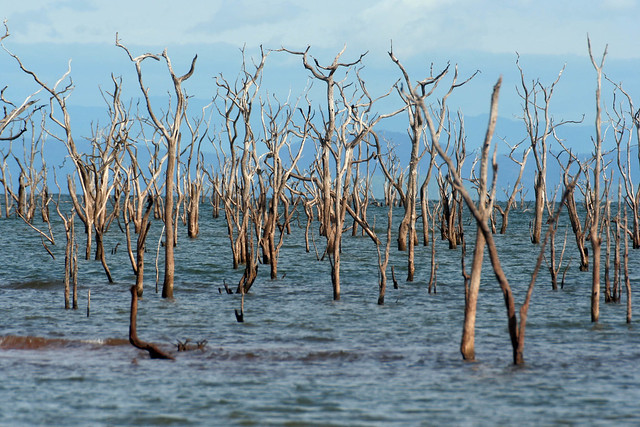 Ghosts of Lake Kariba(View large)