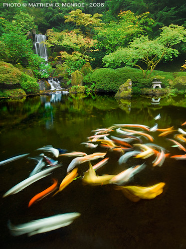 Portland Japanese Garden Koi Pond