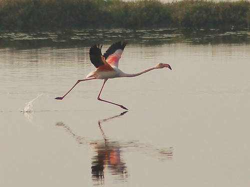 Flamingo take off