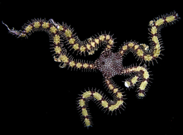 A leopard brittle star from the Pacific coast of Panama