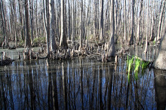 Swamps and Wetlands, South Carolina