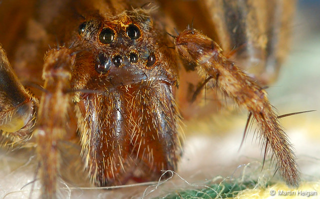 Spider macro | Flick