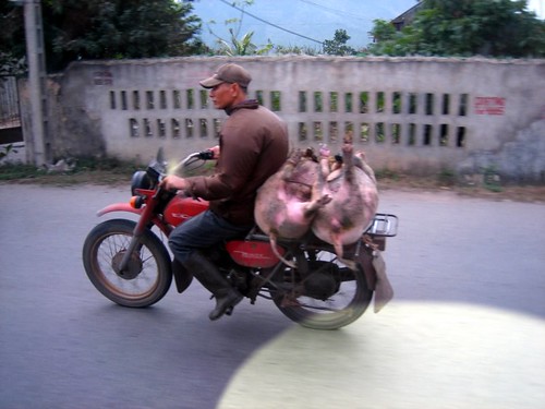 two pigs on a motorbike
