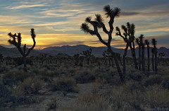 Joshua Tree National Park March 2013 by Richard Bledsoe