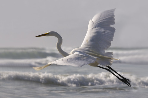 Great Egret (Ardea alba) on Morro Strand State Beach, CA - 無料写真検索fotoq