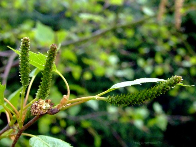 birch female catkins - betula pendula DSCF6307