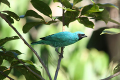 Saí-andorinha (Tersina viridis) - Swallow-Tanager