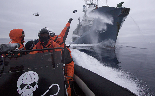 2009-02-02 Sea Shepherd crew member hurls a bottle of rotten butter