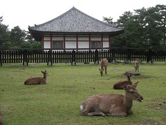 Nara 2007