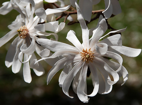 star magnolia by Alida's Photos