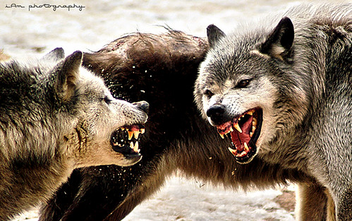 wolf fight