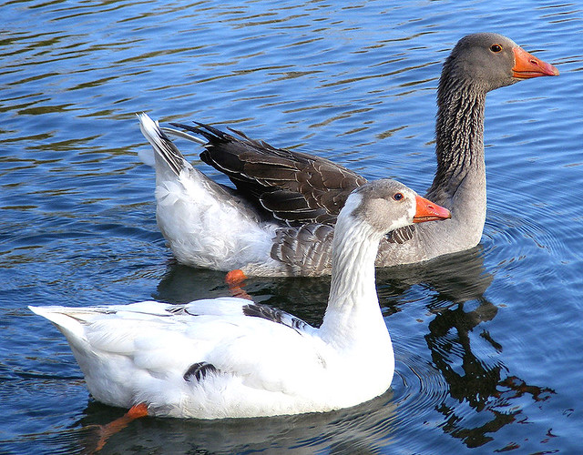 male-and-female-geese-flickr-photo-sharing