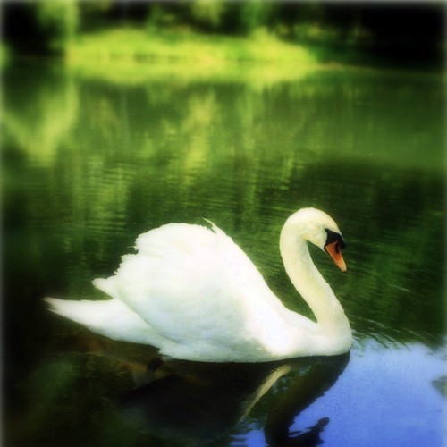 Swan.Polaroid