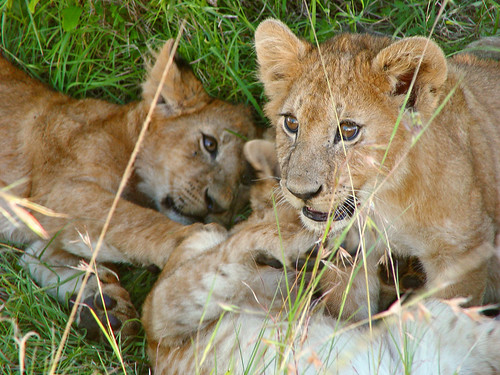 Cubs playing by Tambako the Jaguar