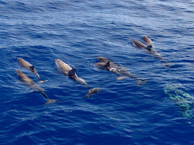 Delfín moteado del Atlántico