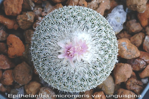 Epithelantha  unguispina, by graftedno1