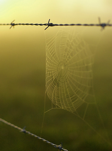 Spiderweb and Barbed Wire