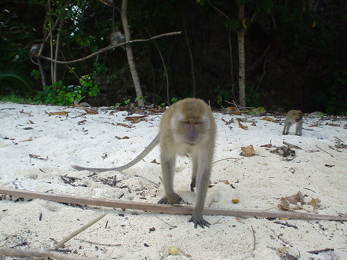 Poda Island monkey 1
