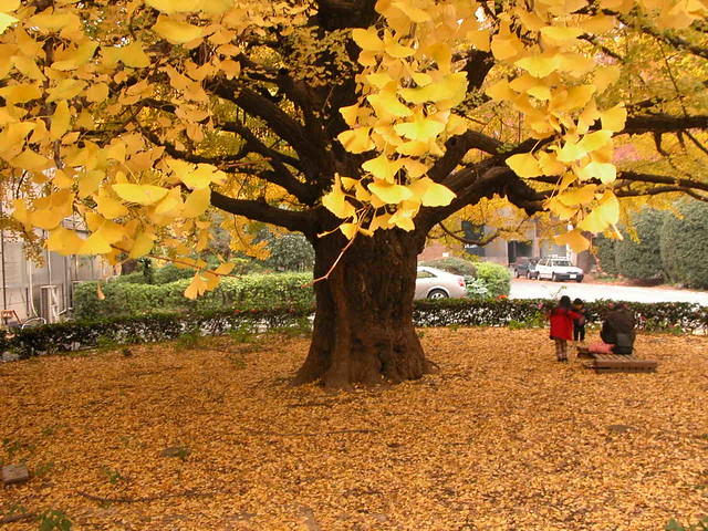 Ginko Tree at Tokyo Uni campus