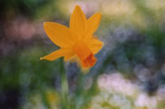 daffodil_deco-sm