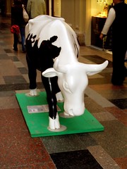 Parade of cows