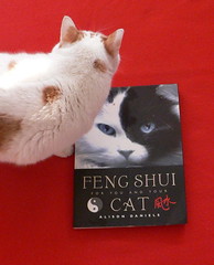 Feng Shui For Cats (with instructions)